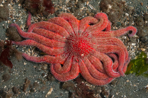 Photo of a Sunflower Star during a minus tide at Southworth Washington