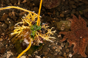 Seaweed and sunflower star on right.